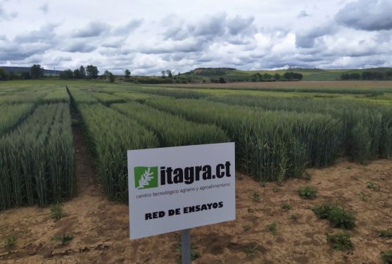 Diputación e Itagra plantean este año los ensayos de la parcela experimental de Cascón de la Nava para avanzar en el forraje de alimento para el ganado