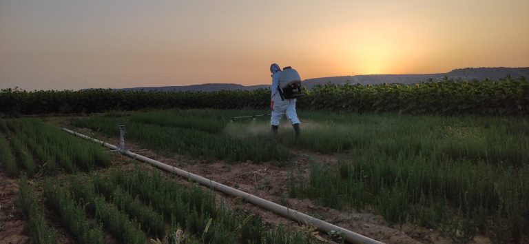 Dinamización agronómica del cultivo del lino