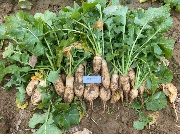 Monzón recupera el cultivo del nabo