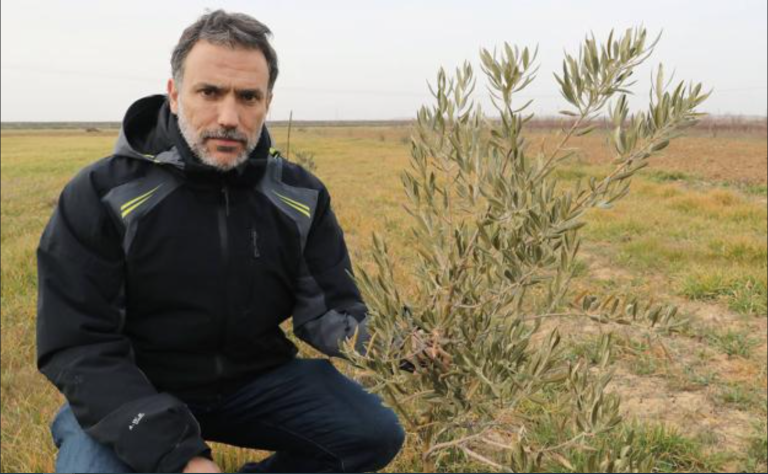 Ensayos agrarios para el futuro productivo en Tierra de Campos