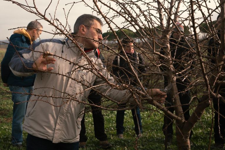 Cultivos de olivos y almendros en Palencia: de impensable a realidad por el cambio climático