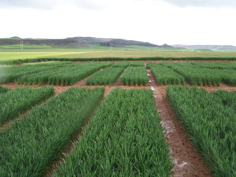 Artículo para AGRI nº197