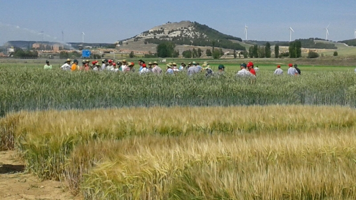 Itagra y la Diputación de Palencia muestran sus campos de ensayo de cereales de secano de Magaz de Pisuerga