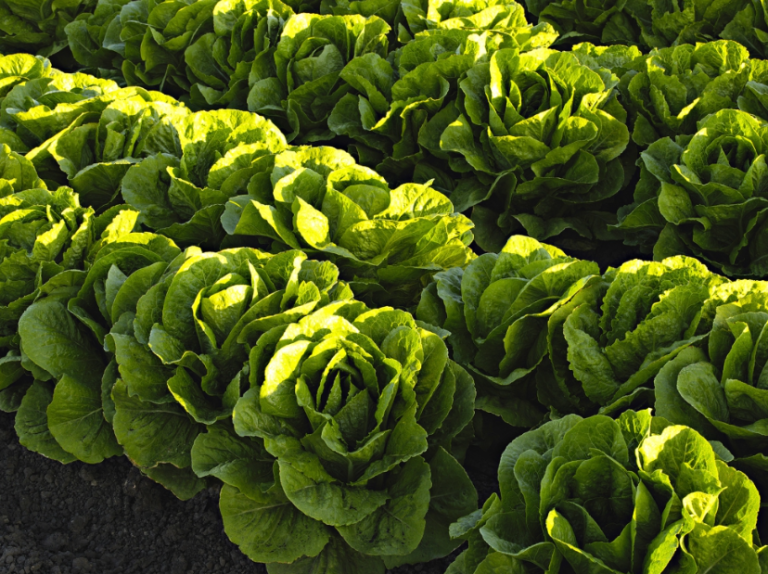 Evaluación de aptitud de cultivos hortícolas en regadíos de Castilla y León (Proyecto HORTICOLAS)