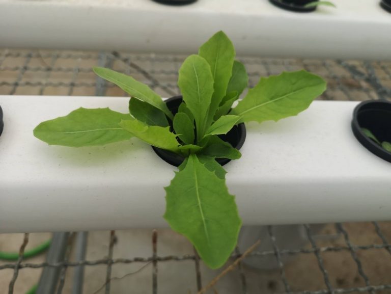 Planta de lechuga en hidroponía.