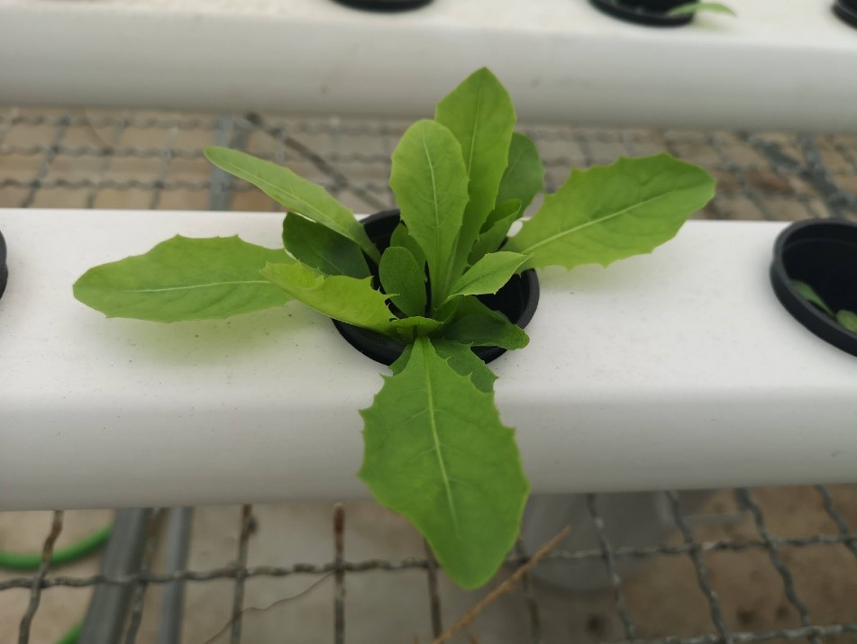 Planta de lechuga en hidroponía.