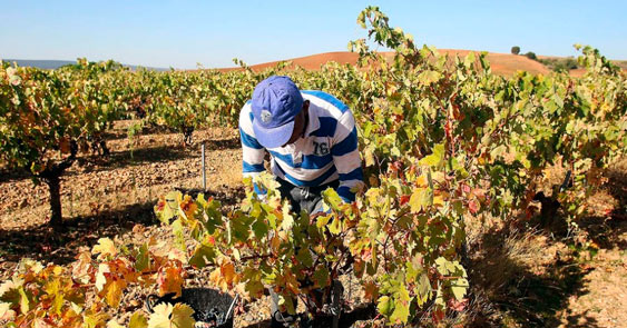 Arlanza propone ampliar la DO a 7 pueblos de Burgos y Palencia