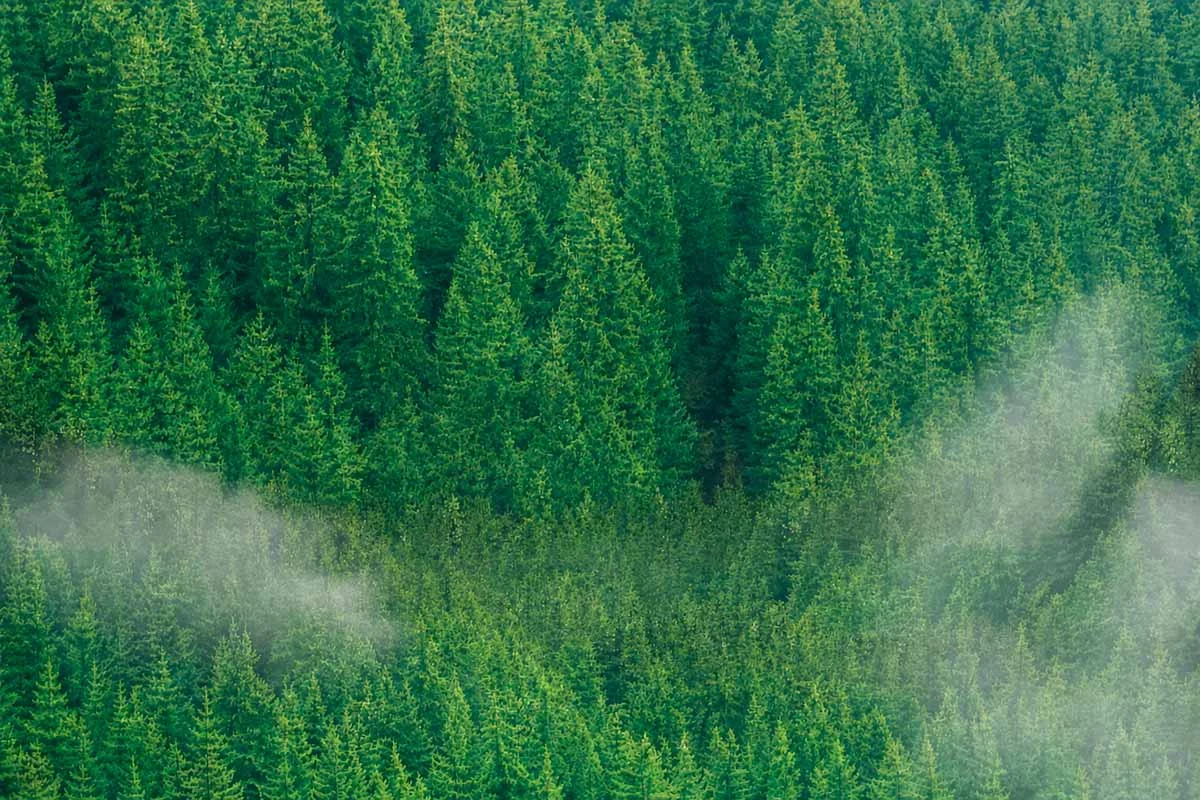 Vista de un bosque denso con neblina que representa el monitoreo forestal y el impulso a la bioeconomía del proyecto RETECHFOR en Castilla y León.