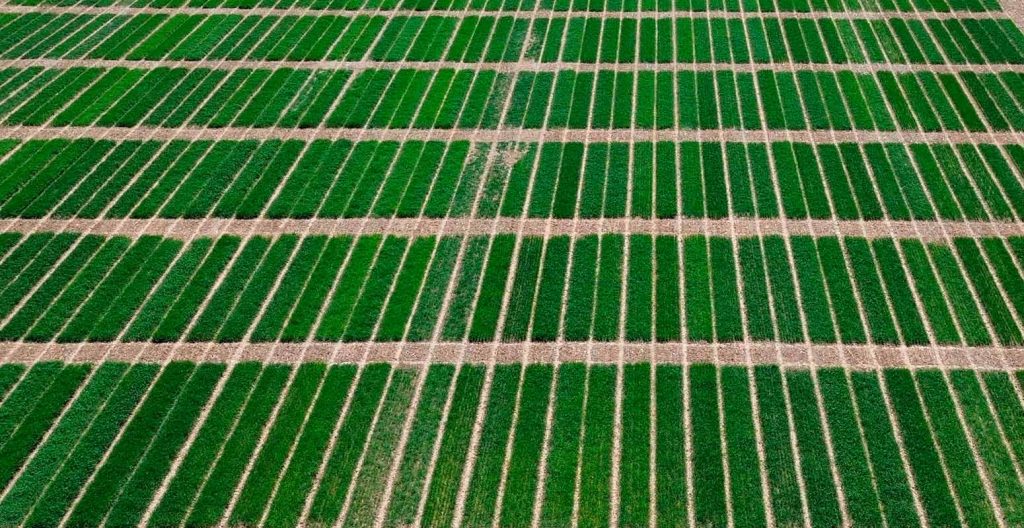 Campos verdes con líneas de cultivo
