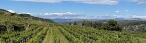 GO VINEURO: Hileras de viñedos verdes bajo un cielo despejado en un entorno rural