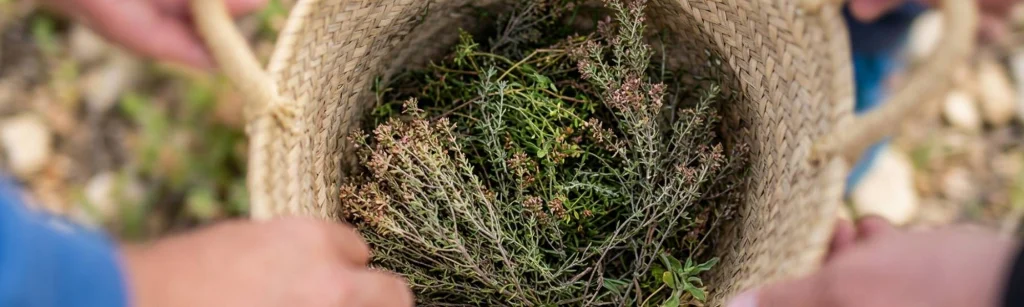 plantas aromáticas
