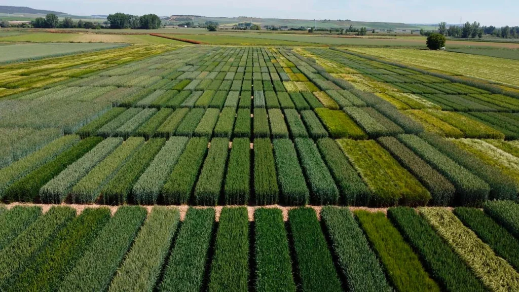Vista aérea de parcelas experimentales de cereal utilizadas para ensayos agronómicos de variedades, fertilización y manejo del cultivo. ITAGRA.CT desarrolla investigación agrícola en condiciones reales para evaluar el rendimiento, la adaptación y la sostenibilidad de diferentes cultivos mediante experimentación de campo y análisis agronómico.