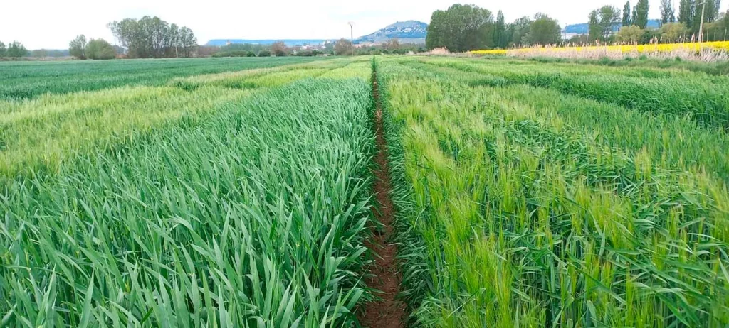Parcelas experimentales de cereal utilizadas para ensayos agronómicos en condiciones de campo. ITAGRA.CT evalúa variedades, estrategias de fertilización, productos fitosanitarios y técnicas de manejo del cultivo para analizar su comportamiento, productividad y adaptación a diferentes condiciones agronómicas, contribuyendo a una agricultura más eficiente, rentable y sostenible.