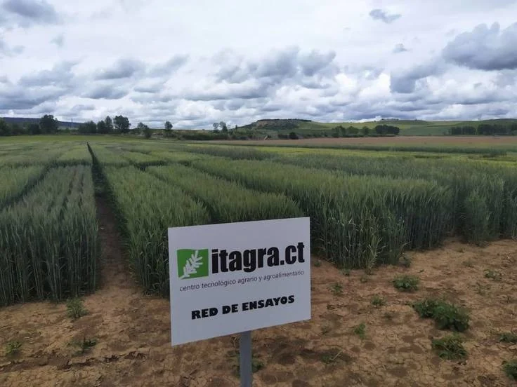Parcela experimental de la Red de Ensayos de ITAGRA.CT destinada a la evaluación de variedades de cereal, fertilizantes, fitosanitarios y nuevas técnicas de cultivo. A través de su red de experimentación agrícola, ITAGRA.CT genera datos fiables en condiciones reales de campo para impulsar la innovación, la productividad y la sostenibilidad del sector agroalimentario.