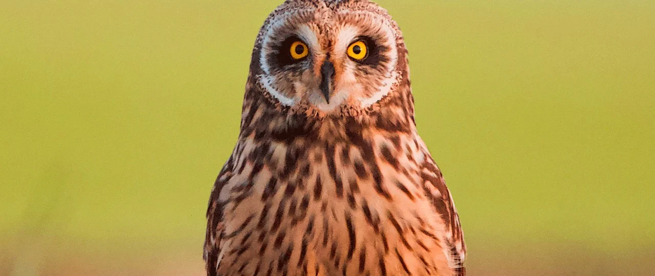 Fauna Silvestre