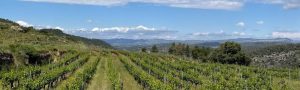 GO VINEURO: Hileras de viñedos verdes bajo un cielo despejado en un entorno rural