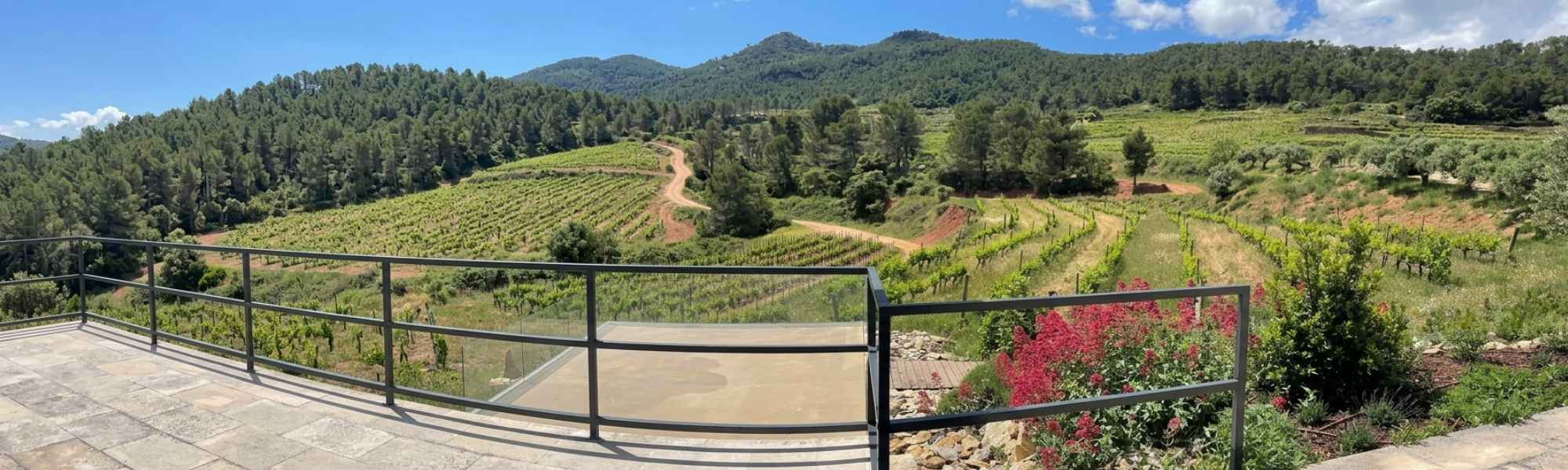 GO VINEURO: Terrazas de viñedos en laderas de montaña con vegetación mediterránea y pinos