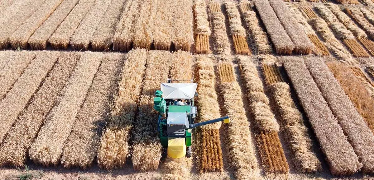 Investigación Agronómica