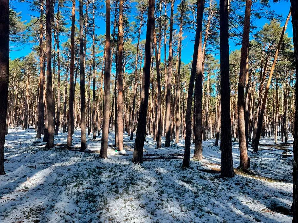 Medio Ambiente y Forestal