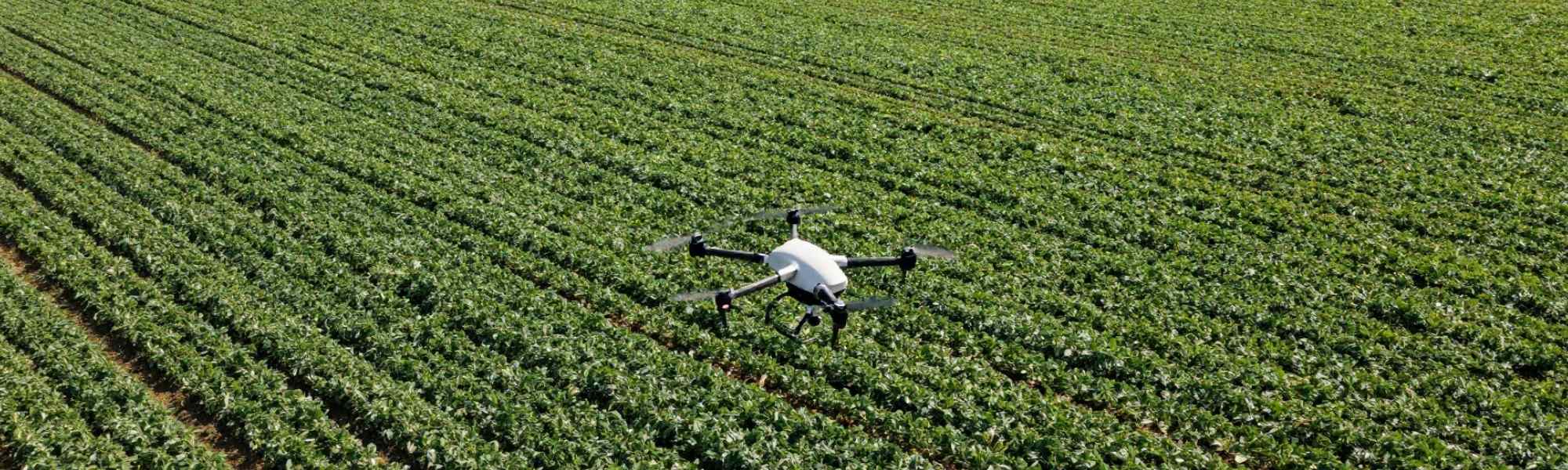 Dron sobre un cultivo agrícola representando la investigación, innovación y digitalización del sector agroalimentario desarrolladas por ITAGRA.