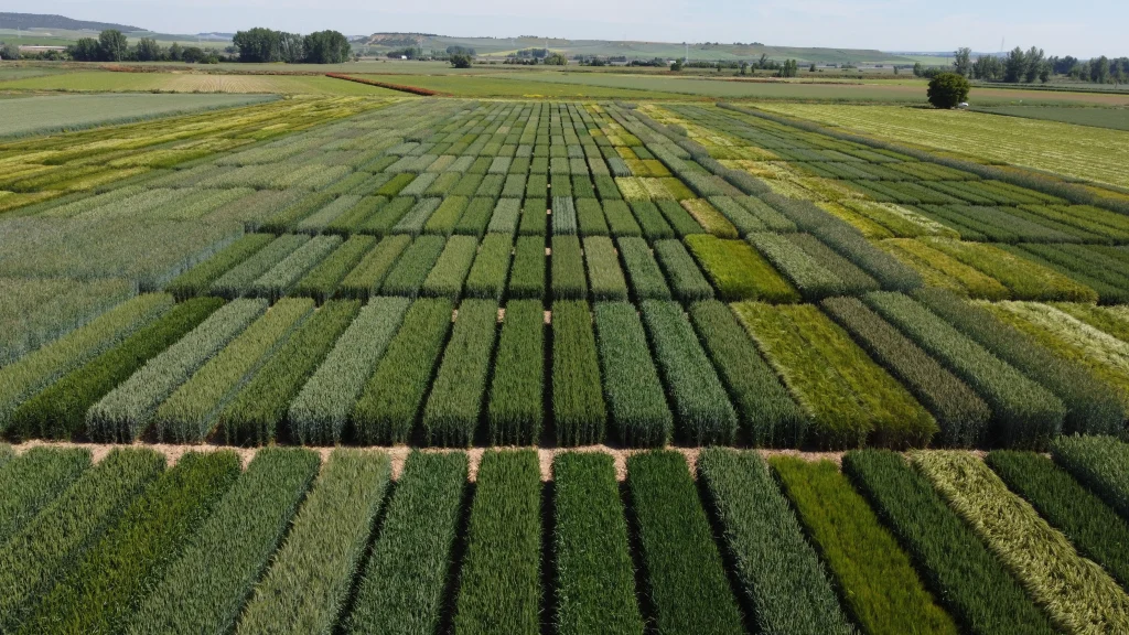 Vista aérea de parcelas experimentales de cereal utilizadas para ensayos agronómicos de variedades, fertilización y manejo del cultivo. ITAGRA.CT desarrolla investigación agrícola en condiciones reales para evaluar el rendimiento, la adaptación y la sostenibilidad de diferentes cultivos mediante experimentación de campo y análisis agronómico.