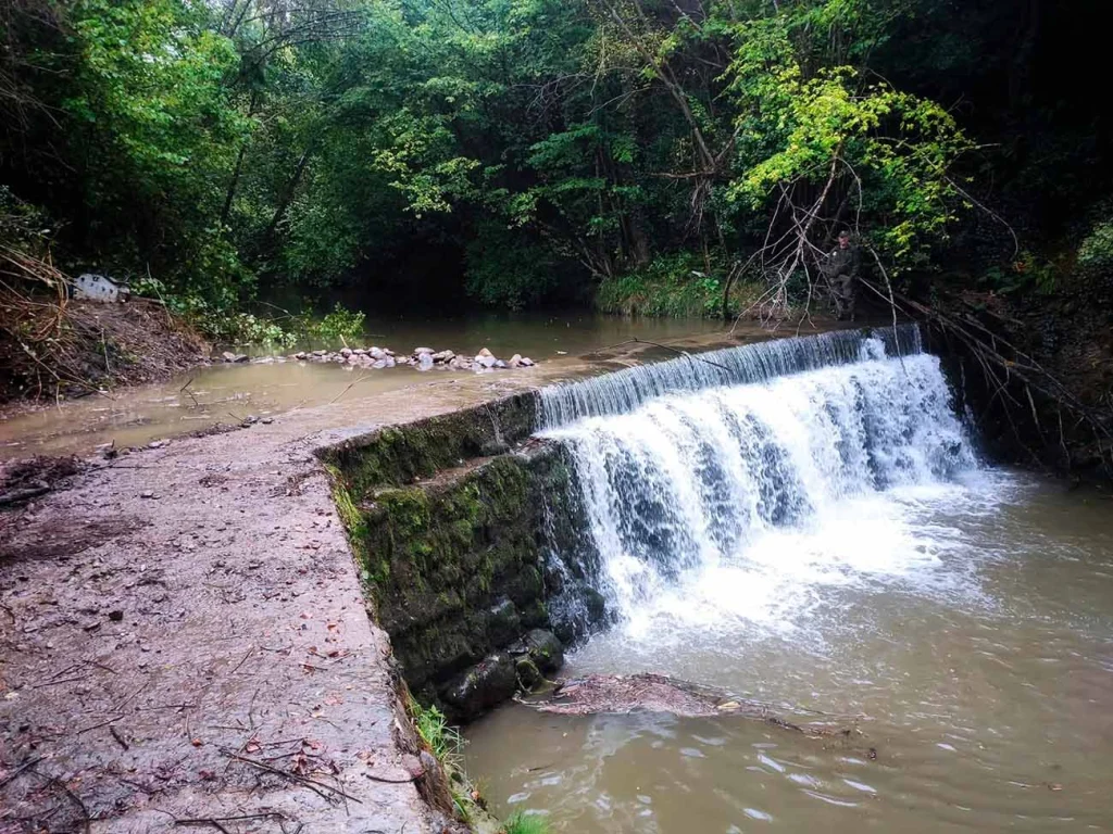 Azud en un río situado en un entorno forestal, evaluado como obstáculo para la conectividad fluvial y el desplazamiento de la fauna acuática.