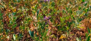 Abeja pecoreando sobre flores de alfalfa durante la polinización, en un entorno agrícola con vegetación floral.