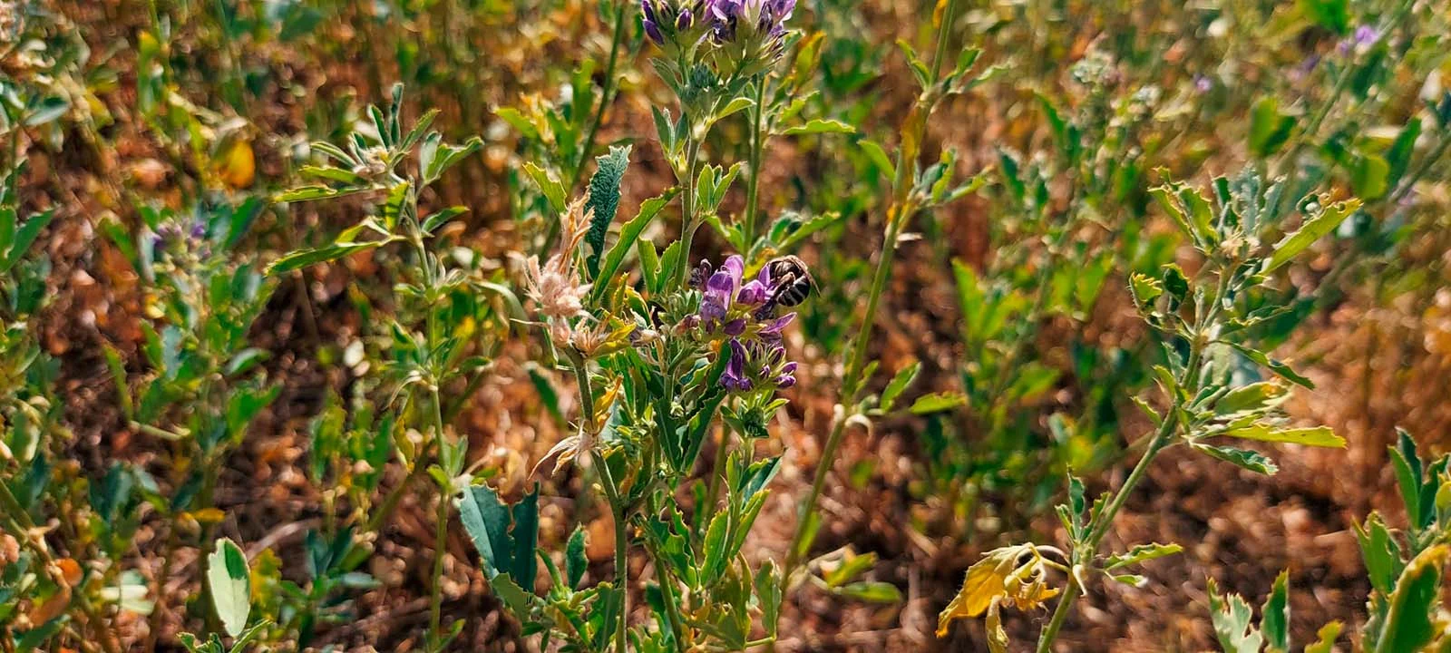 Abeja pecoreando sobre flores de alfalfa durante la polinización, en un entorno agrícola con vegetación floral.