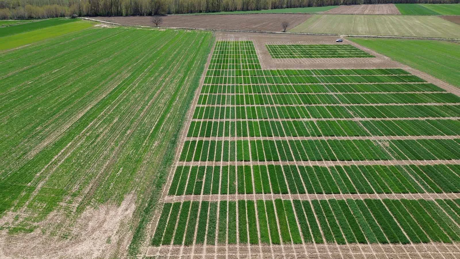Campos de Ensayos Agronómicos