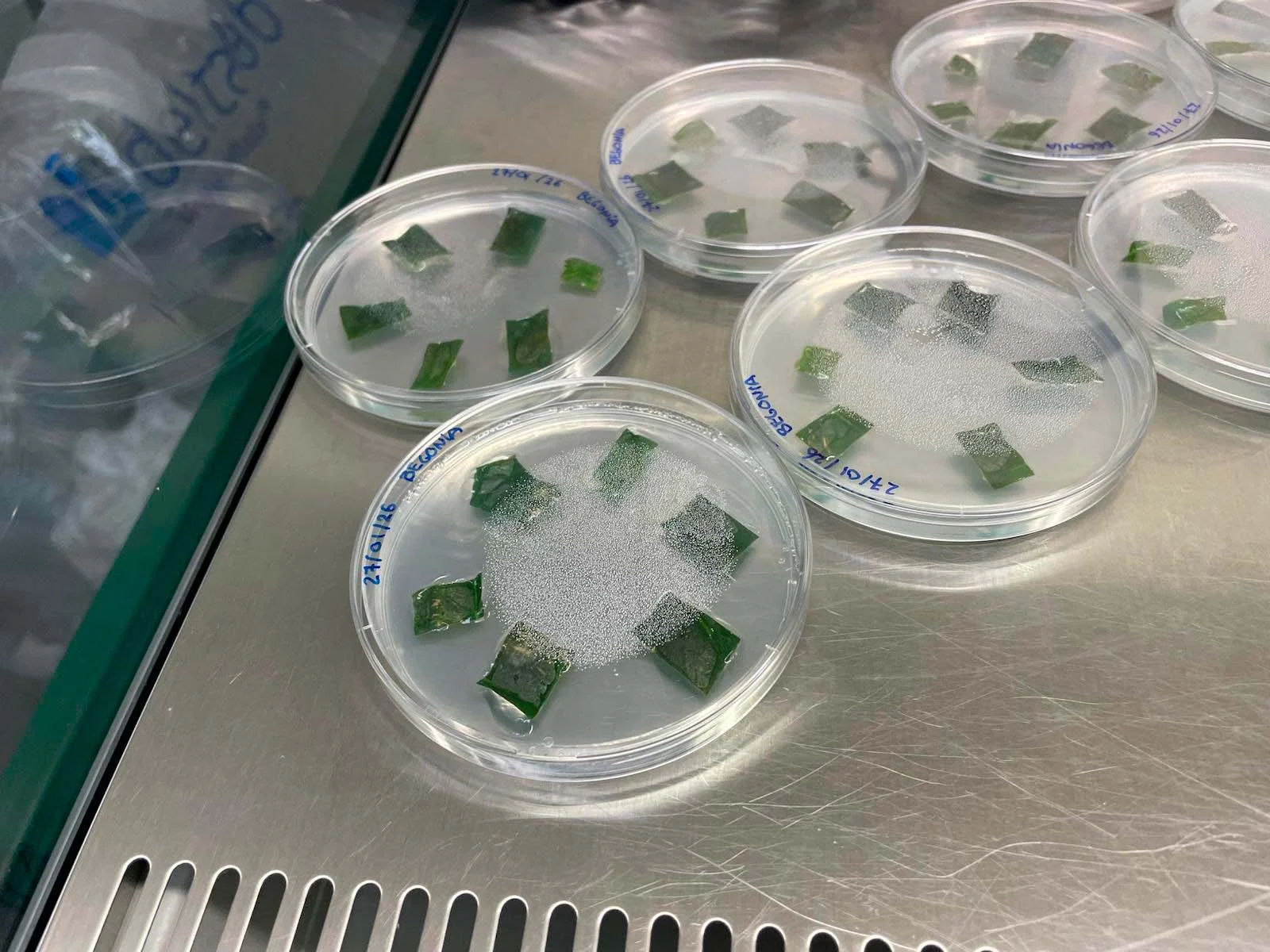 Cultivo In-Vitro Vegetal