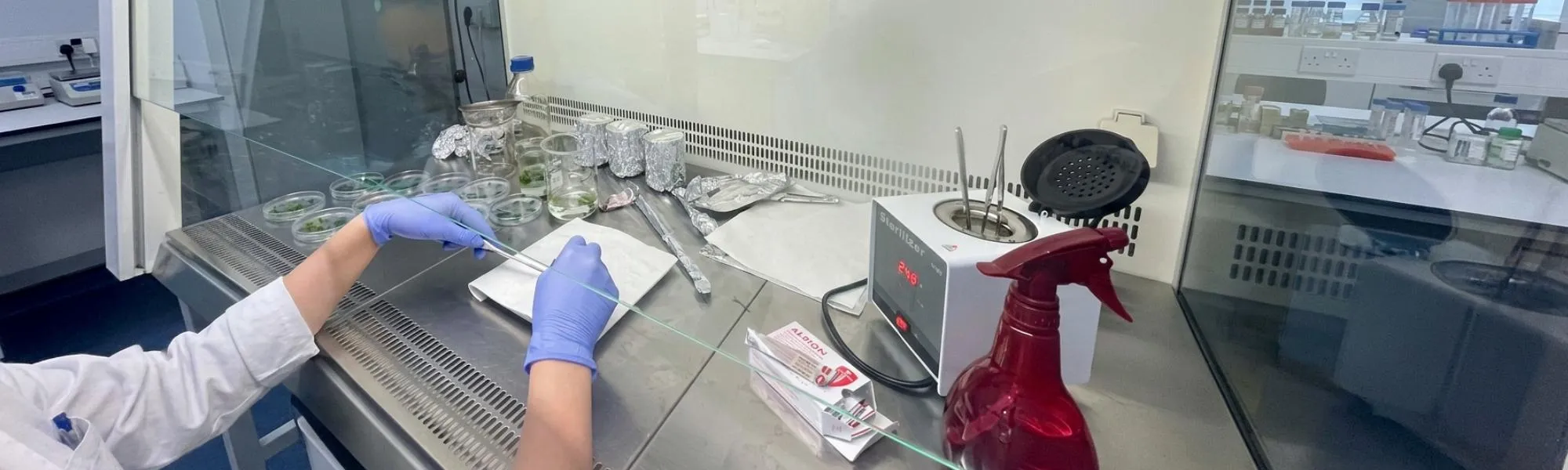 Personal investigador realizando un ensayo microbiológico con placas de cultivo en una cabina de laboratorio.