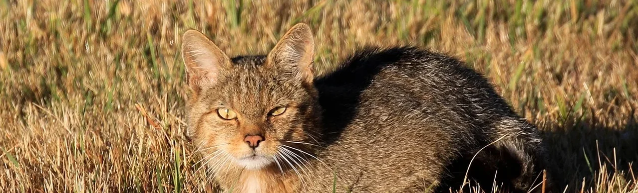 Gato montés entre la vegetación de un entorno natural como representación de la biodiversidad y la fauna silvestre.