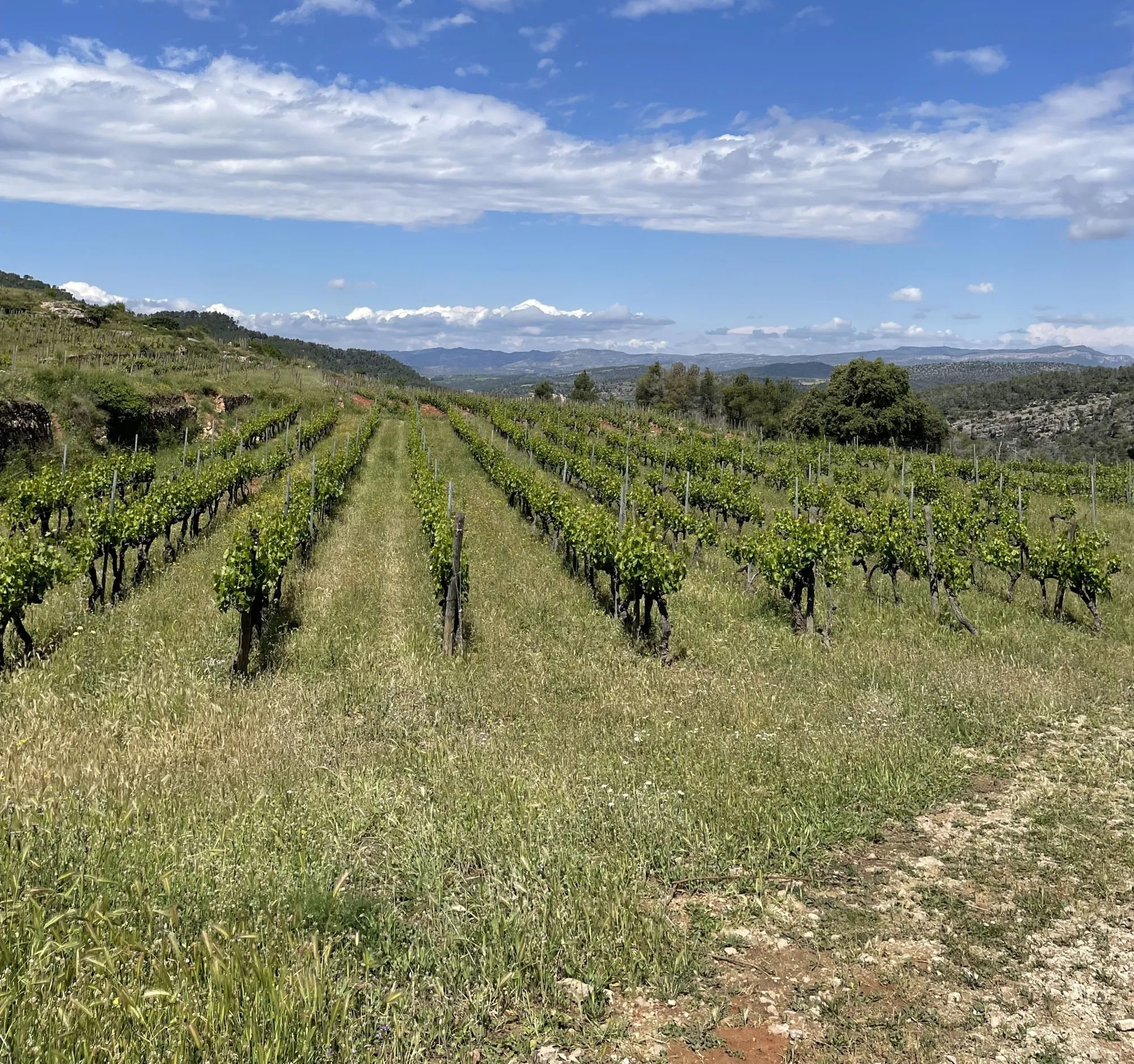 Viñedo en hileras situado en un paisaje rural de montaña como ejemplo de viticultura sostenible y gestión agrícola del territorio.