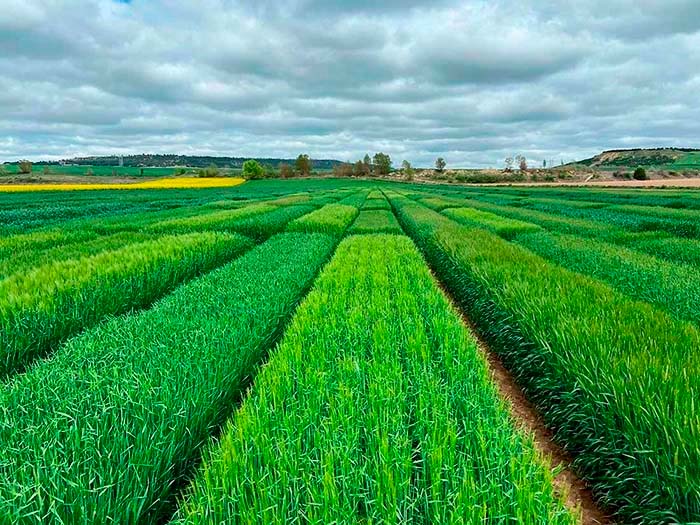 Investigación agronómica
