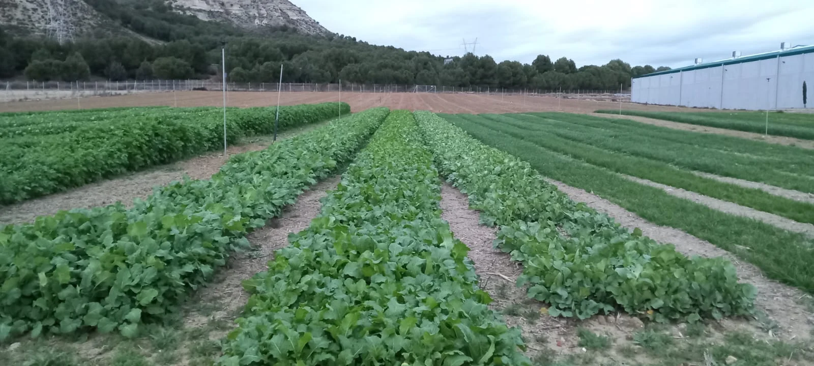 Parcelas experimentales con diferentes cultivos utilizadas para realizar ensayos agronómicos de campo e investigación agrícola aplicada.