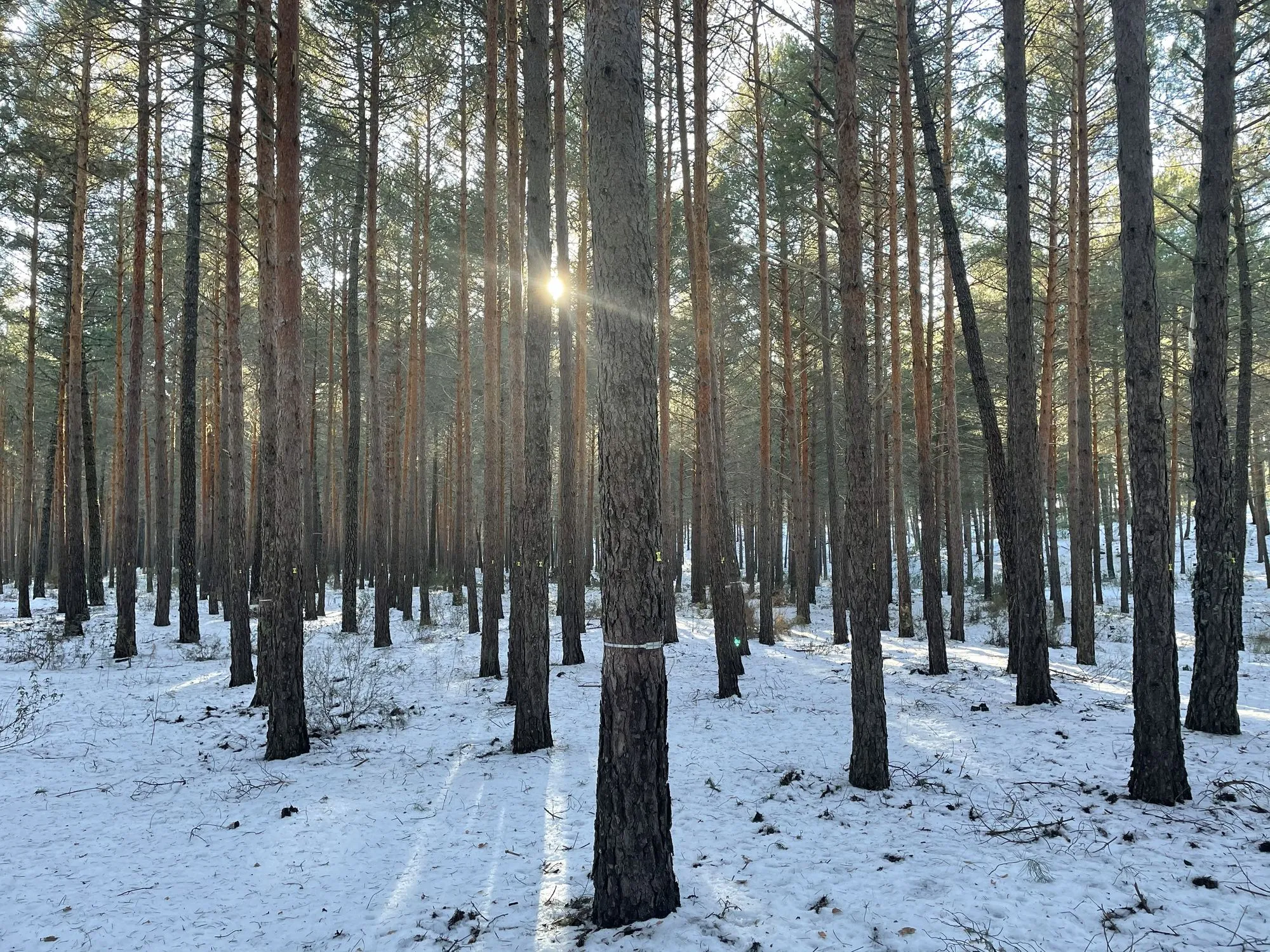 Pinar cubierto de nieve utilizado para el estudio y seguimiento de los ecosistemas y la gestión forestal sostenible.
