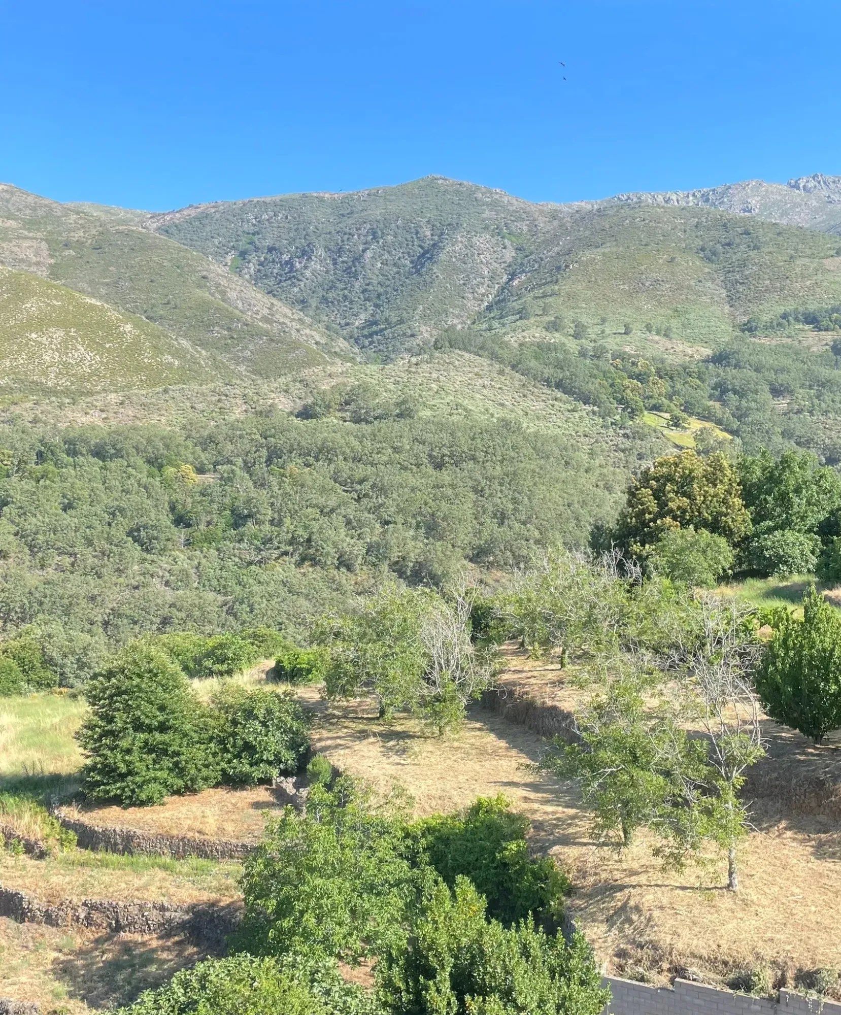 Paisaje agrícola de montaña con parcelas de cultivo y árboles integrados en un entorno rural de gran riqueza natural.
