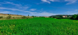 Parcela de cultivo de alfalfa del GO POLINIZA en un paisaje agrícola con márgenes de vegetación para favorecer la biodiversidad y los polinizadores.