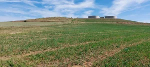Parcela de cultivo de alfalfa estudiada en GO POLINIZA para mejorar la polinización mediante estrategias agroecológicas y favorecer la biodiversidad agrícola.