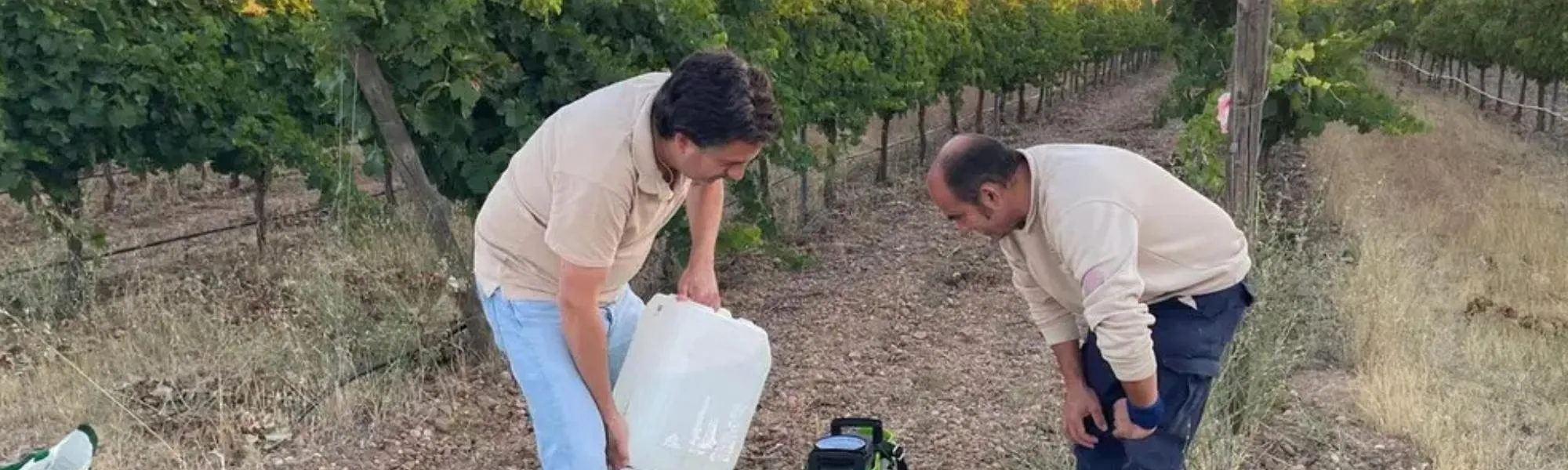 Ensayo de GO VINEURO en un viñedo con aplicación experimental de hidrolatos de plantas aromáticas para estudiar su influencia en los aromas del vino.