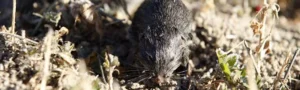 Topillo en un entorno agrícola relacionado con un estudio de la UVa, CSIC e Itagra.ct, proyecto RATALERT, para anticipar y mejorar la gestión de las plagas de topillo.