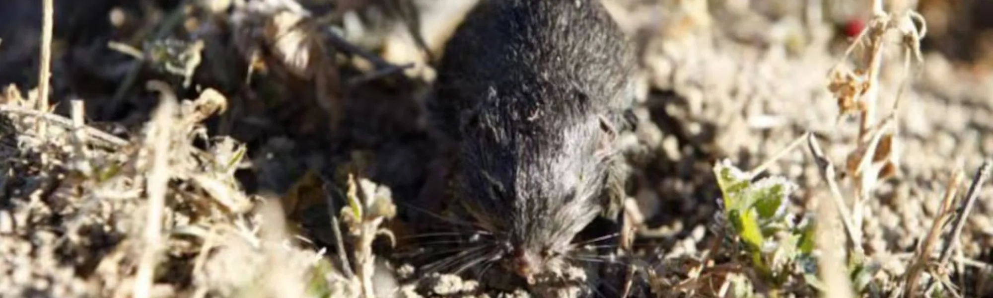 Topillo en un entorno agrícola relacionado con un estudio de la UVa, CSIC e Itagra.ct, proyecto RATALERT, para anticipar y mejorar la gestión de las plagas de topillo.