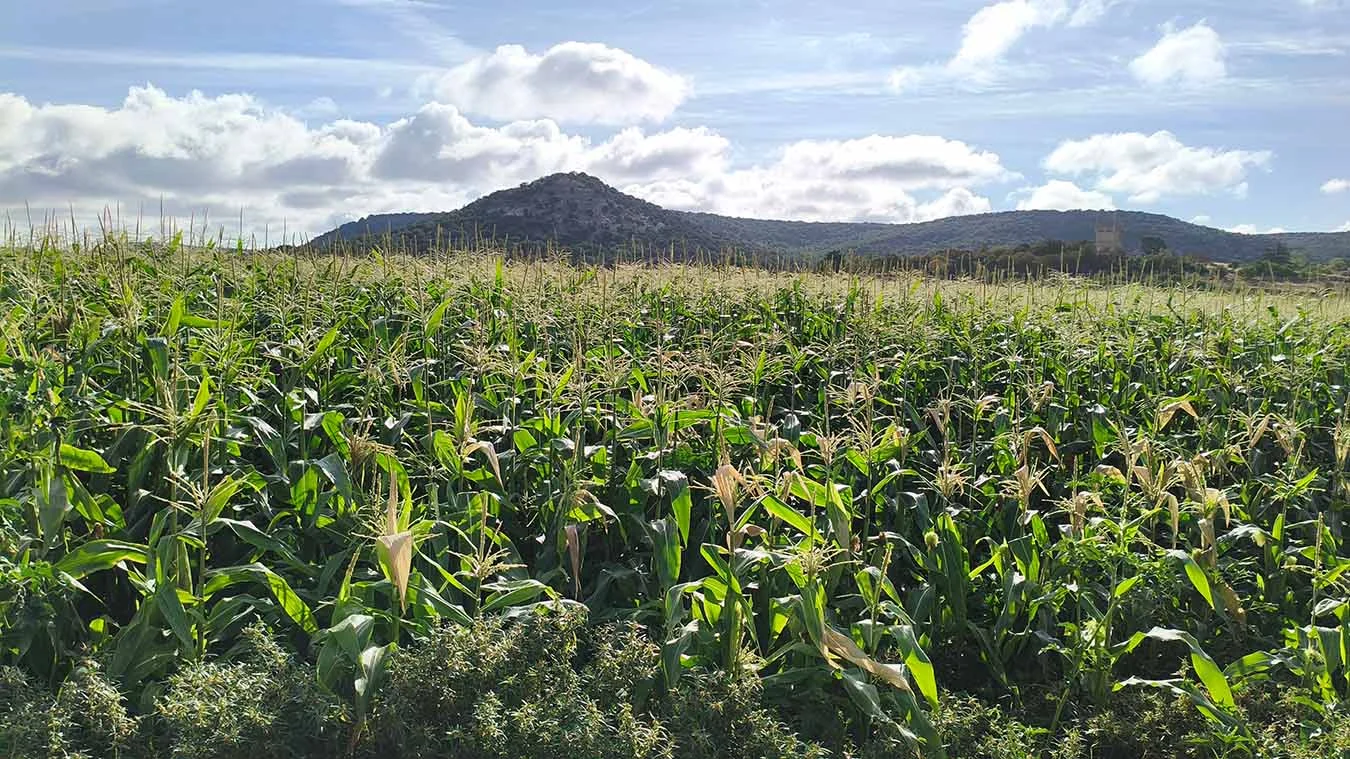 Cultivo de maíz en un paisaje rural de Tierra de Campos, representativo de la actividad agrícola y del potencial de innovación agraria del territorio.