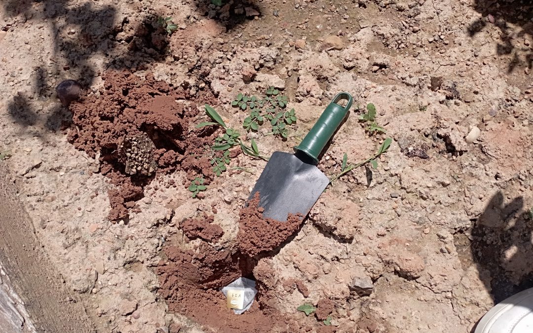 Guardianes del Suelo: Un proyecto de ciencia ciudadana para conocer la salud de nuestros suelos