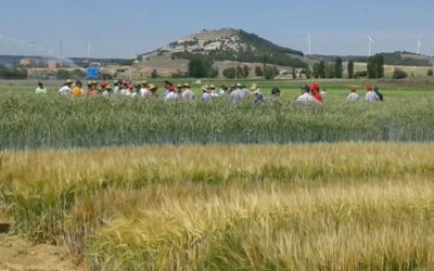 Itagra y la Diputación de Palencia muestran sus campos de ensayo de cereales de secano de Magaz de Pisuerga