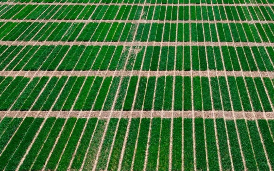 Centros Tecnológicos y competitividad empresarial: Impacto económico y aplicación en el sector agroalimentario desde ITAGRA.ct