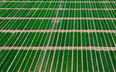 Centros Tecnológicos y competitividad empresarial: Impacto económico y aplicación en el sector agroalimentario desde ITAGRA.ct